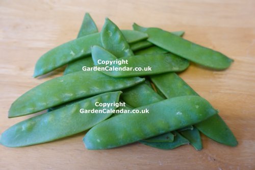 Mangetout Peas