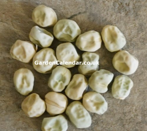 Pea seeds