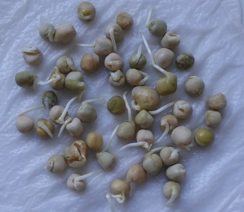 Germinated Pea Seeds